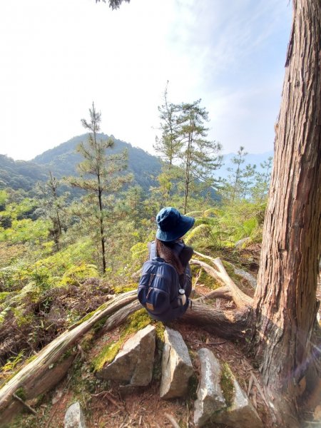 八唐縱走(八仙山/唐麻丹山)-有困難喔~1077496