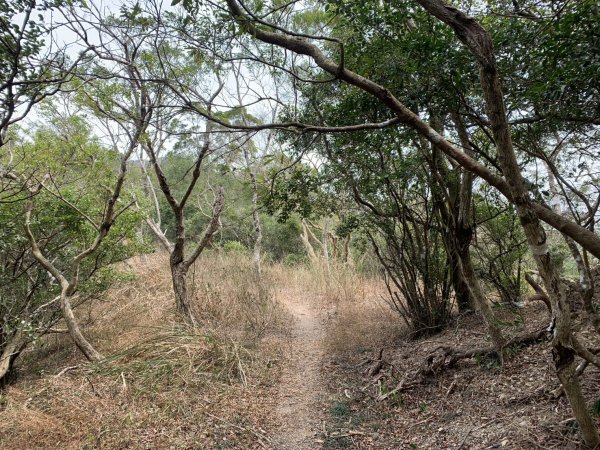 20250404屏東北獅子頭山-霧里乙山2757453