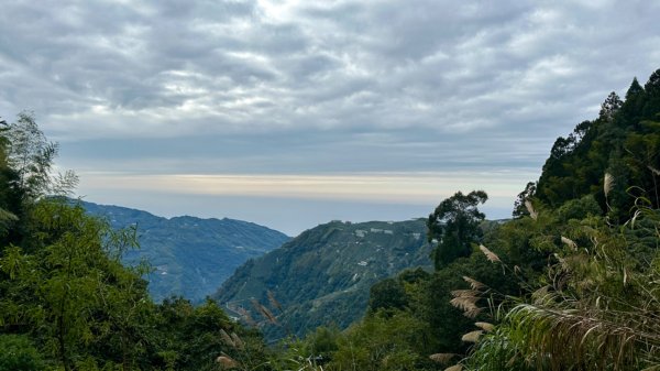 忘憂森林.金柑樹山2668880