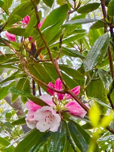 卡保石壁一葉蘭（耘夢谷上逐鹿山下O走）2809567