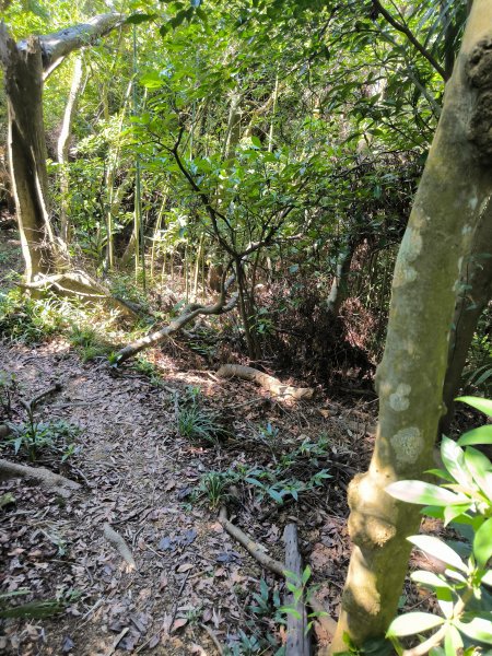 20250913微笑山線：【天上山系】望月亭桐花段2883399