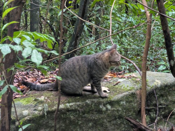 2025.09.07－金面山2880214