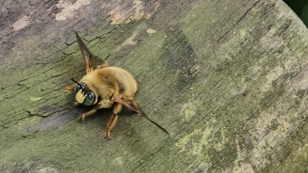 台中大坑頭嵙山（大冠鷲／木蜂／五色鳥／血藤花／鳳凰花）2756685