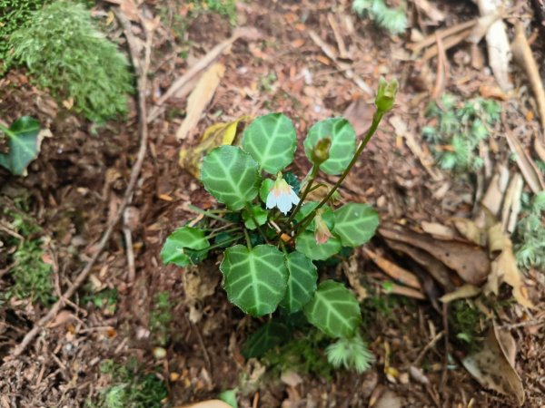 1130511夫拉縱走2500155