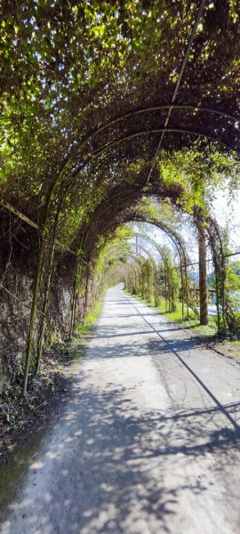 花蓮瑞穗．富源國家森林遊樂區景觀步道202602203013166