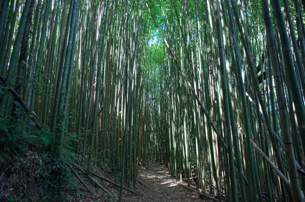 慢行霞喀羅(石鹿-霞喀羅大山-養老)700494