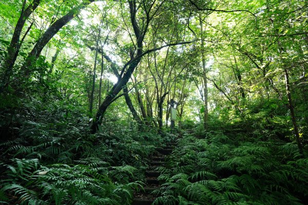 新北 三峽 白雞山、雞罩山2551211