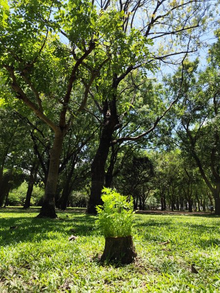 大安森林公園【走路趣尋寶】【臺北健走趣】2578212