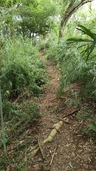 20250607 新竹竹東三山(樹杞林山 - 新具庄山 - 員崠子山)  O型2809058