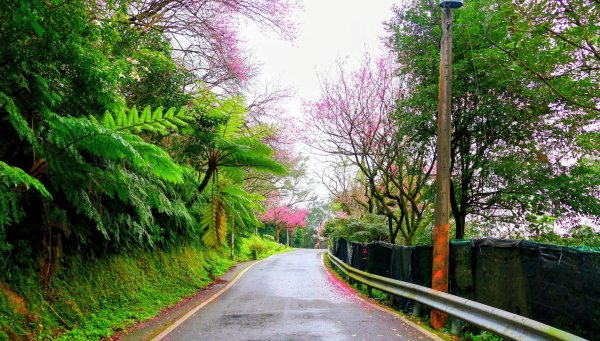 勤進路櫻花3009717