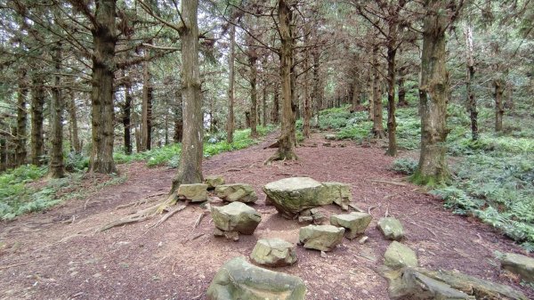 粉紅水晶蘭(長壽山~醜崠山下切出林道24.5k)2186313