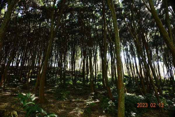 嘉義 竹崎 大坑山2032204