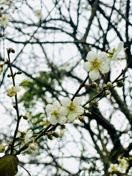 1140101元旦爬山趣2680845