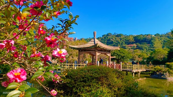 雙溪公園賞花&原住民公園落羽松&故宮1/142689942