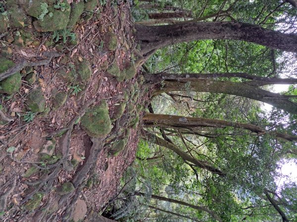2026微笑山線筆架連峰段3103651