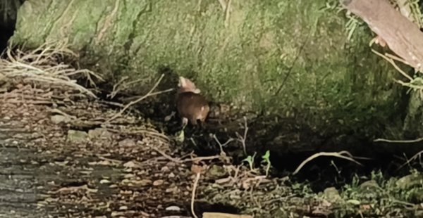 石碇趴趴走追雲趣 12/172963651