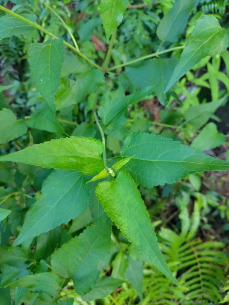 關頭山 舊武界越山 巴蘭山2892124
