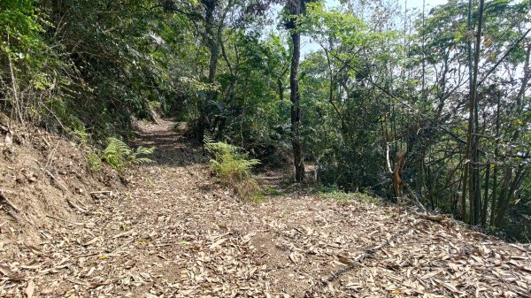 西阿里關山3033624