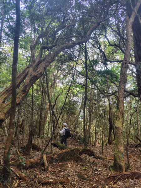 南東眼山連走有勝山2918760