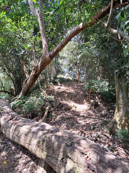 竹山八通關古道社寮段+陳東坑山+溪洲大山ｄ型走202302192037447