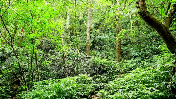 石古井,青林山,畝畝山,平溪子山2854697