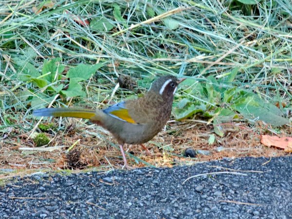 小雪山天池步道2962679