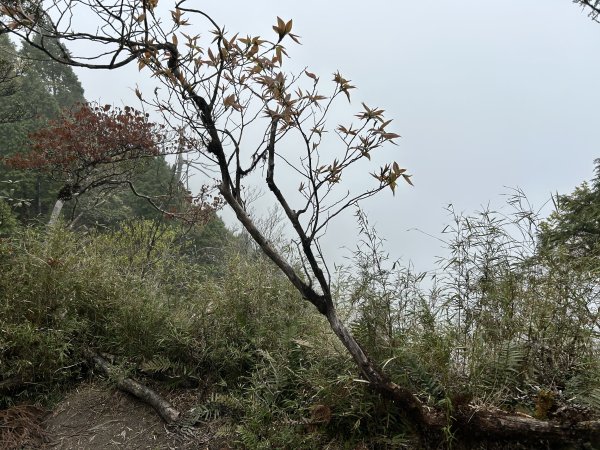 翠峰湖環山步道2763400
