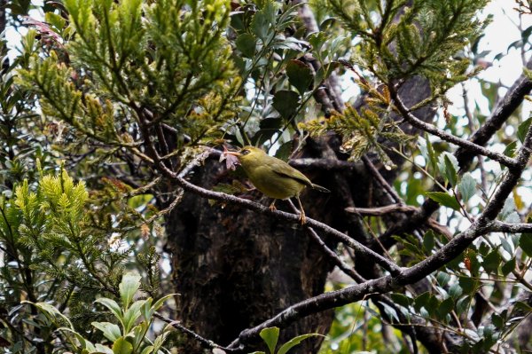 馬來西亞 京那巴魯山 Gunung Kinabalu2756362
