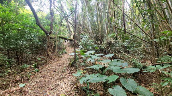 犁頭山縱走東接三段崎百年古道2087666