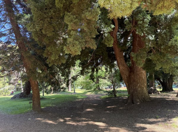 [紐約馬之行-60] 2025_1114 卡洛斯·泰斯植物園-下2954221