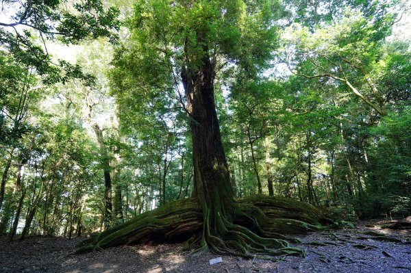 苗栗 泰安 東洗水山、北坑山、大板根2613366