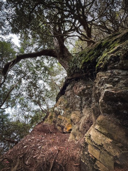 高島P型縱走-夢幻的杉林營地3012450