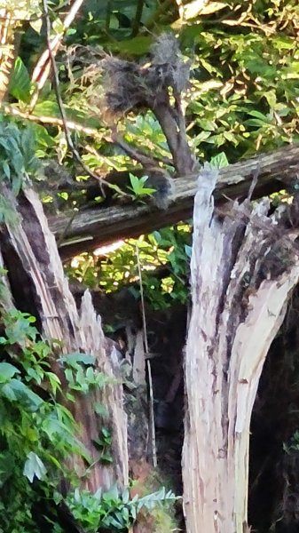 溪頭自然教育園區2938876