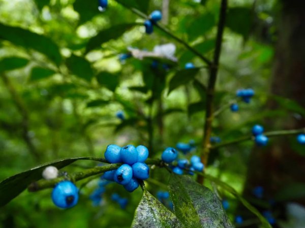 淡蘭古道中路－姑娘採茶去1571641