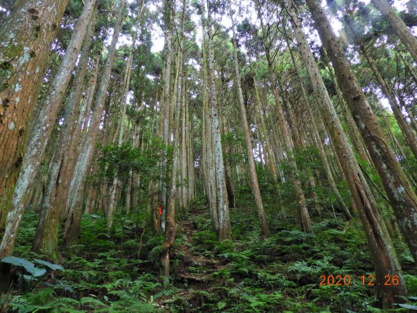 新竹 五峰 麥巴來山1217947