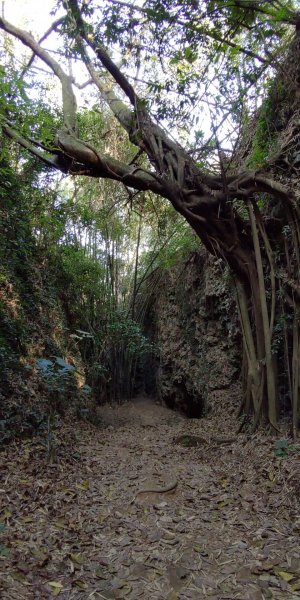 大崗山-一線天-三角點834595