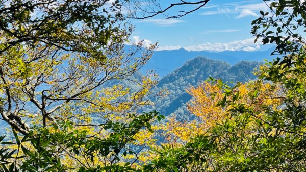 1101105內鳥嘴山.北得拉曼巨木1504368