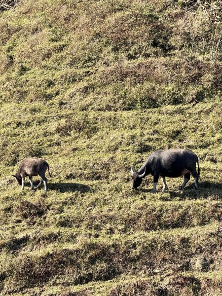 【宜蘭】草嶺古道2671453