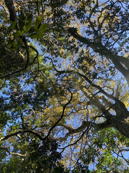 114.11.16 北得拉曼追黃金山毛櫸2937903