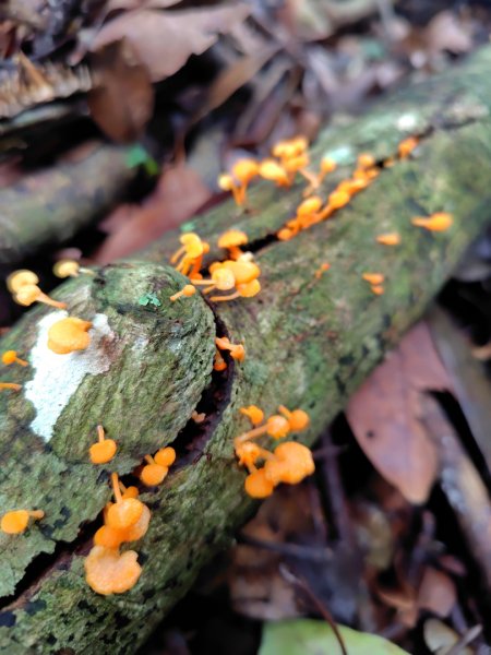 矢場谷山連走勃子山2804968