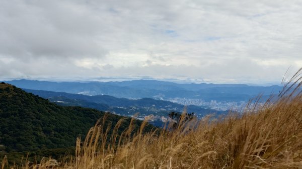 20260125 陽明山前後山健行(無極天元宮~山仔頂步道.向天池.向天山.面天山.二子坪)2998014