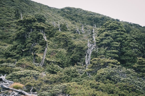 【雪劍縱走】完美谷、劍南大草原、大小劍山1152051