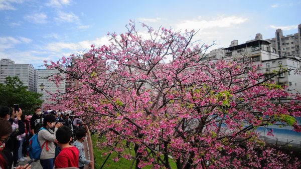 樂活公園櫻花2016476