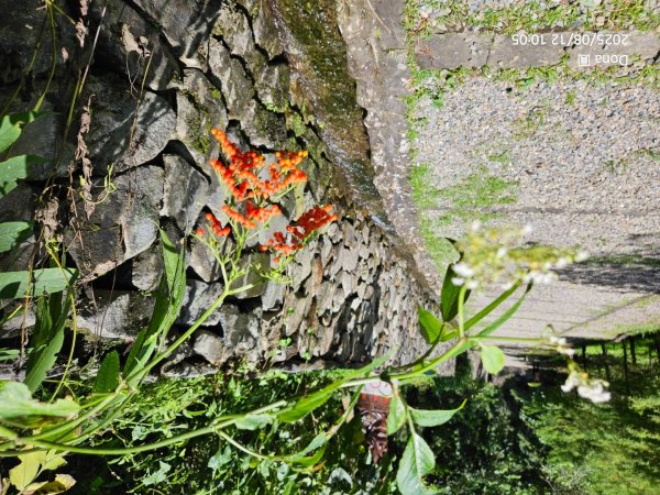 福山大羅蘭溪>古圳步道>黃金水岸2858976