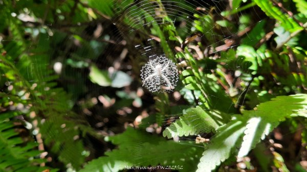 《新竹》沒那簡單｜關西赤柯山東獅頭山步道O繞202506152813533