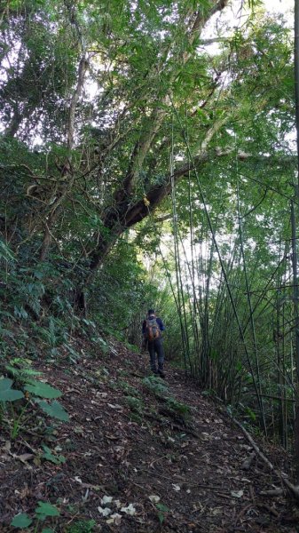 新店小粗坑赤蘆古道越嶺O型2784394