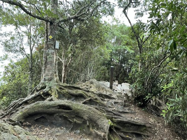 屋我尾山（大雪山線）2867447