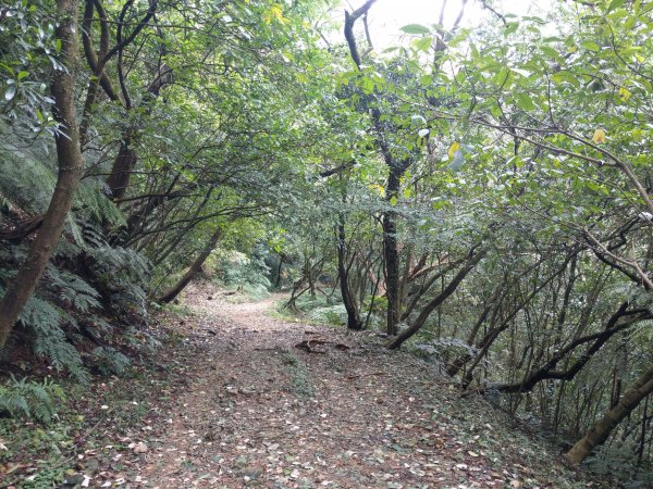 金包里大路(魚路古道北段)。擎天崗芒花盛開。絹絲步道(魚路古道南段) 2020/10/261428376