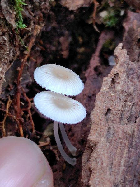 關刀山西峰 關刀山 關刀山東峰 西關刀山北峰 西關刀山北北峰2891018