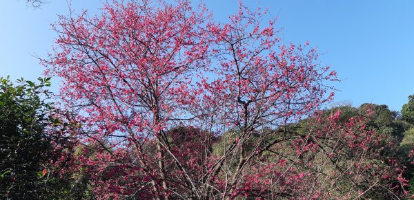 大崎棟-櫻花步道1254155